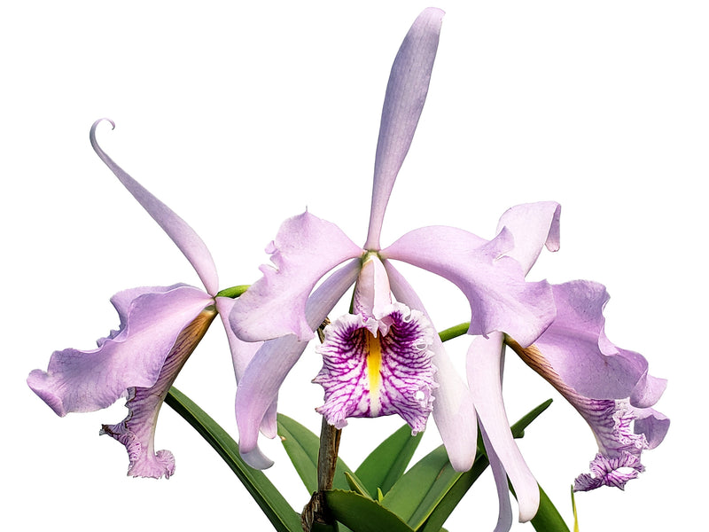 Cattleya maxima f. semialba