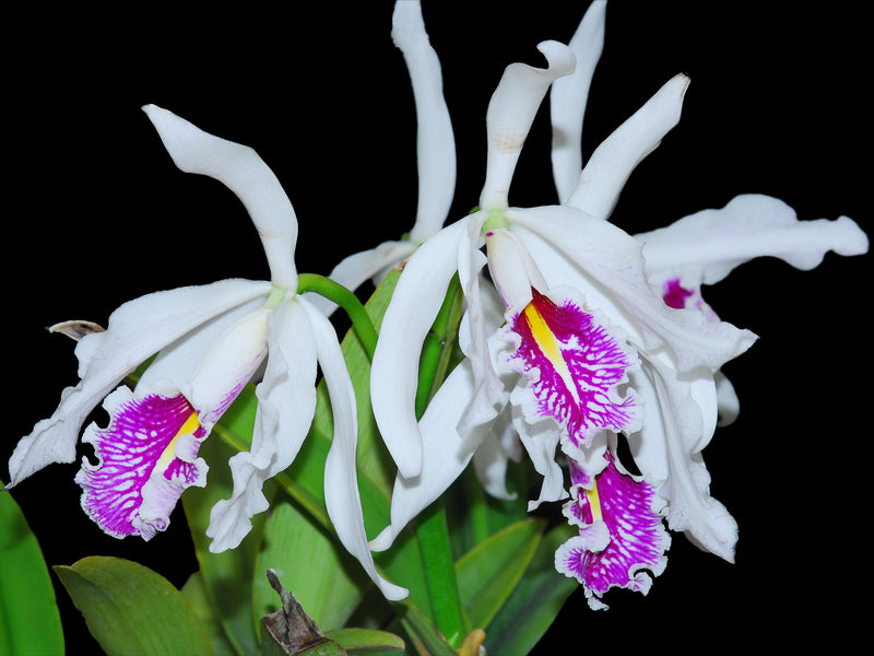 Cattleya maxima f. semialba