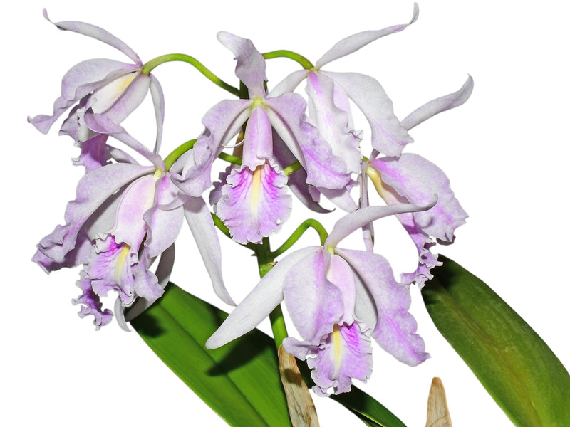 Cattleya maxima x coerulea 'Delicata'