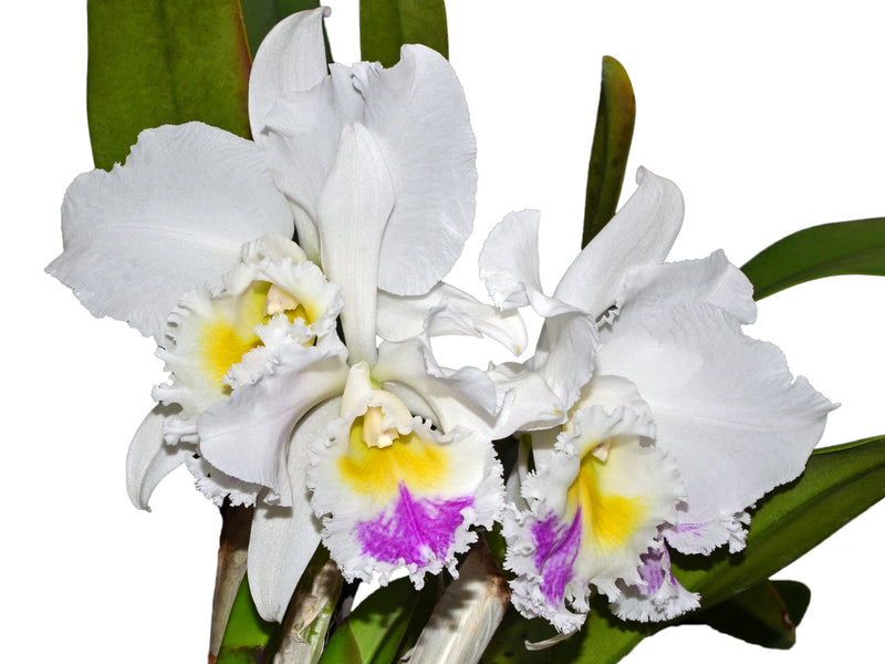 Cattleya mossiae semialba x Cattleya Sierra Blanca 'Mount Whitney