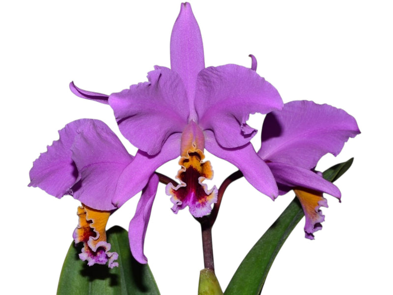 Cattleya percivaliana