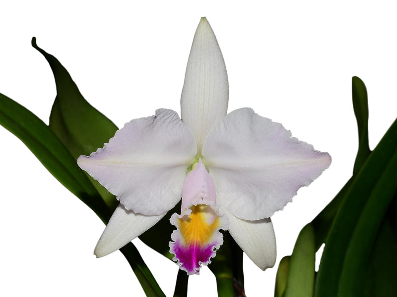 Cattleya quadrícolor #3 x #2
