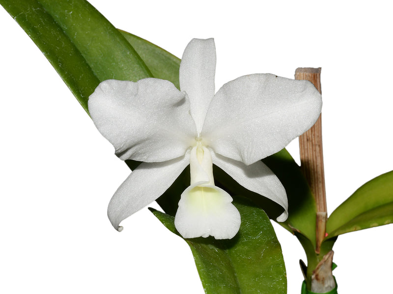 Cattleya skinneri f. alba