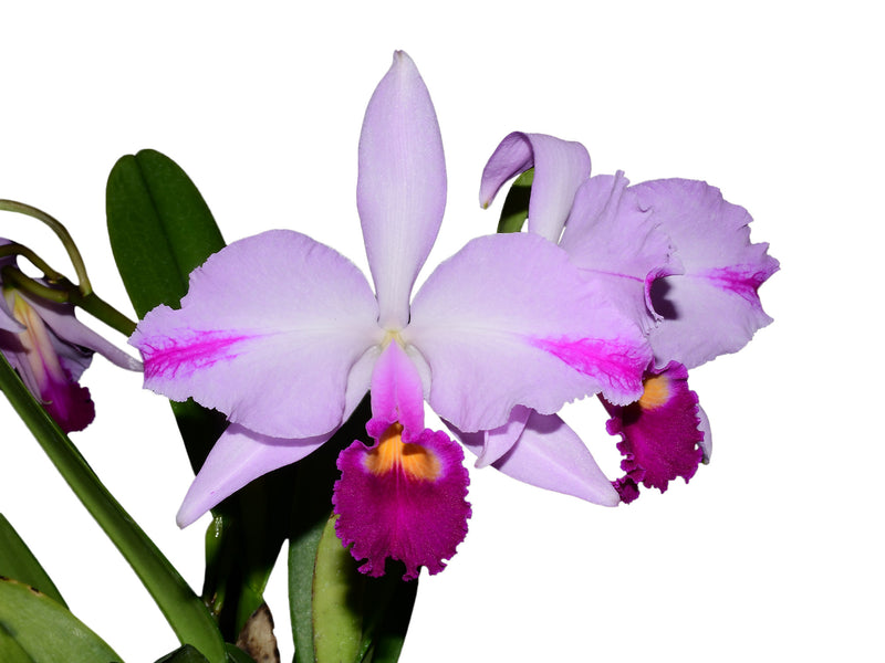 Cattleya trianae Cuencanita x Morlaquita Splash