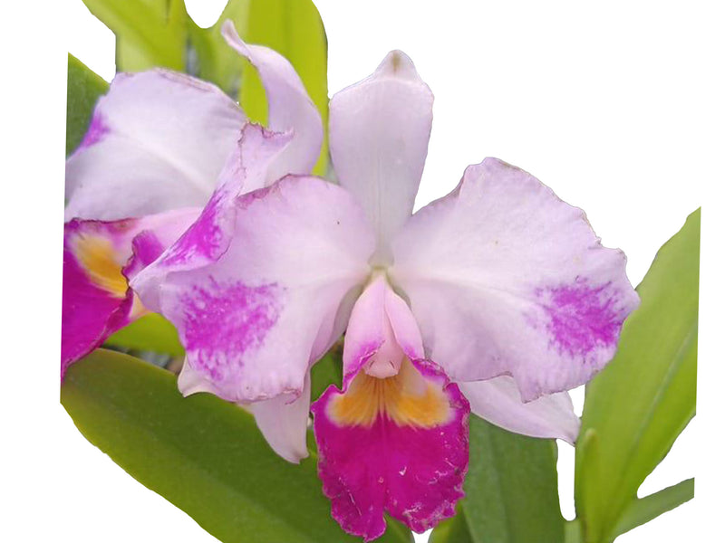 Cattleya trianae ('Michael' x 'Splash #118')