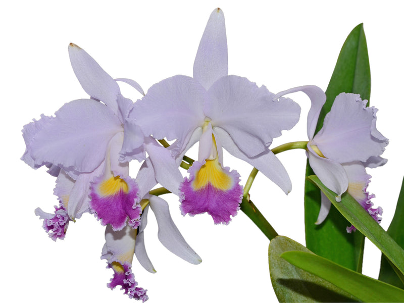 Cattleya trianae coerulea 'Angel' Ecua 0465