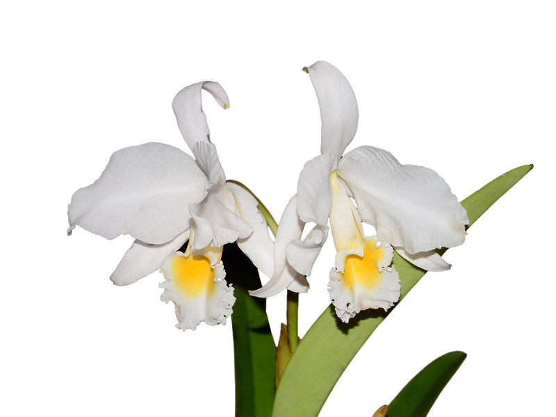 Cattleya trianae f. alba