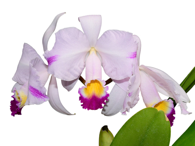 Cattleya trianae splash 'Bonachona'