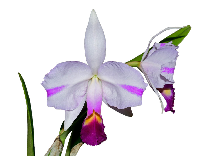 Cattleya trianae splash 'Priscila' x splash #146