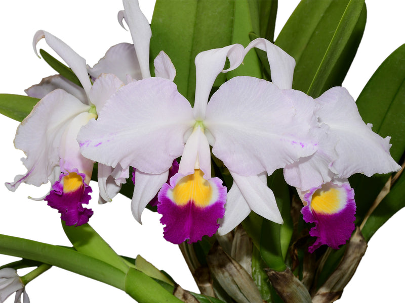 Cattleya trianae splash #148