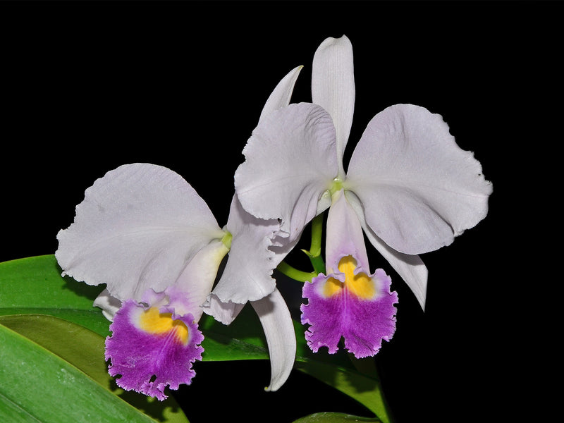 Cattleya trianae f. coerulea 'Marina x Cielo Azul'