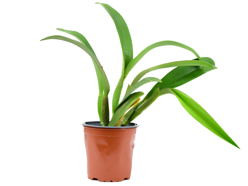 Cattleya Intermedia - Gigas x Cattleya Chyong Guu Swan