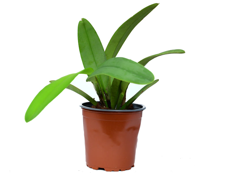 Cattleya maxima Barbara's Big x 'Hector' coerulea