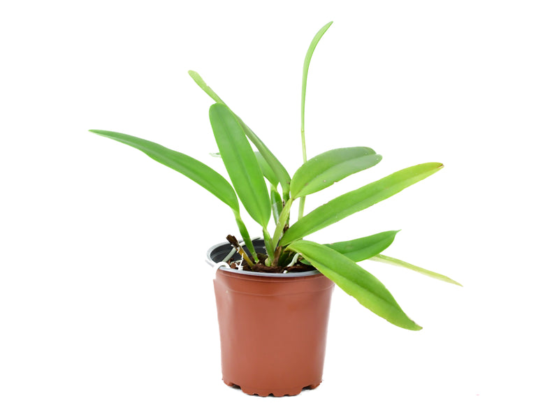 Cattleya maxima coerulea Ecua 0168 x 'Gigi Dream' 4N