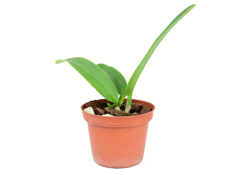 Cattleya maxima f. semialba