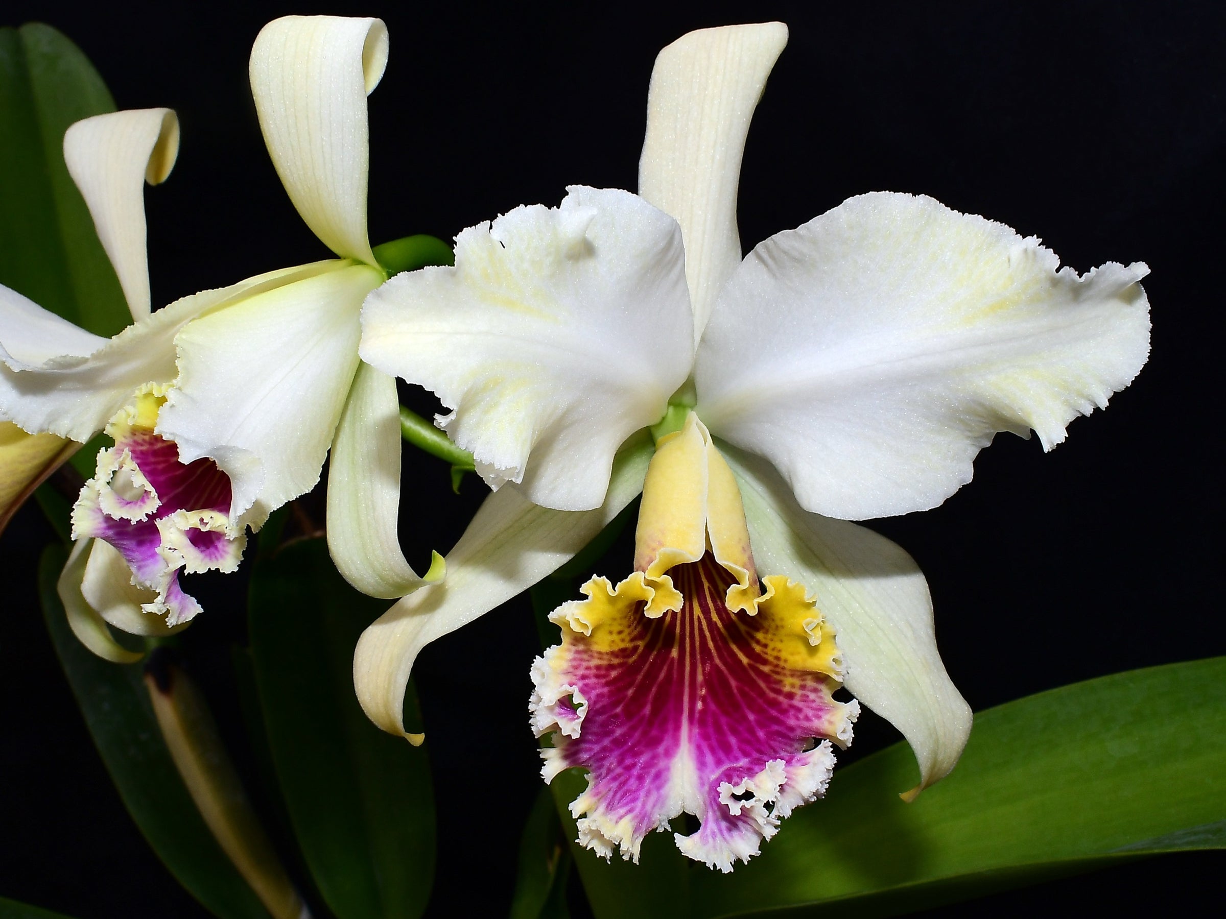 Cattleya rex OP In vitro — Ecuagenera Europe GmbH