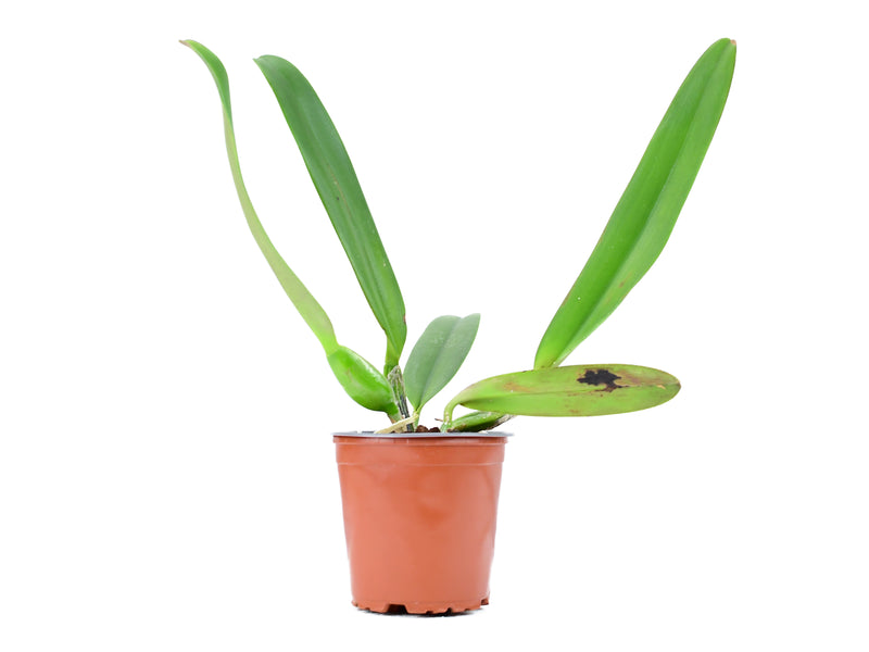 Cattleya rex x Cattleya mooreana x Cattleya fox