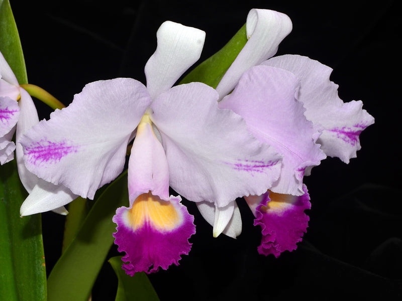 Cattleya trianae Ecua 0191 x splash OP In vitro