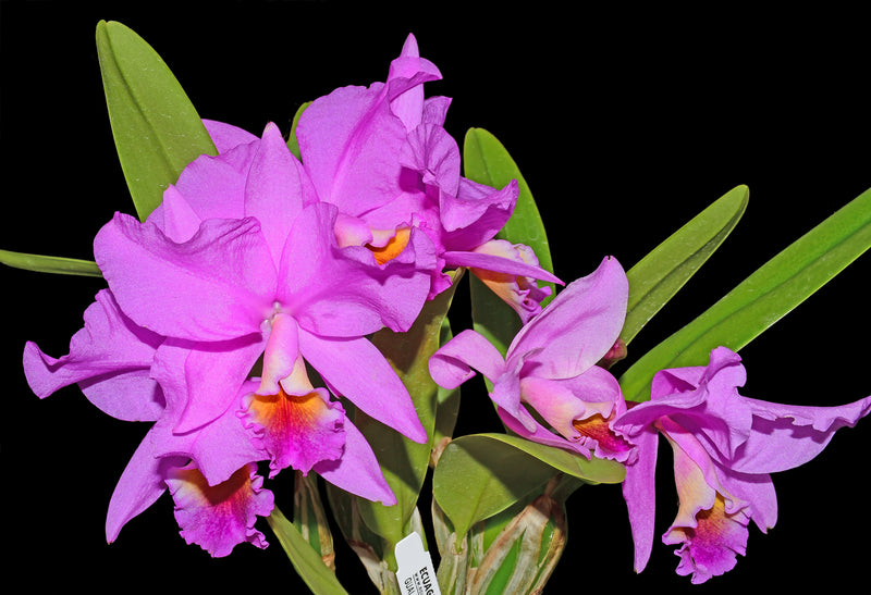 Cattlianthe Memoria Carlos Velasquez