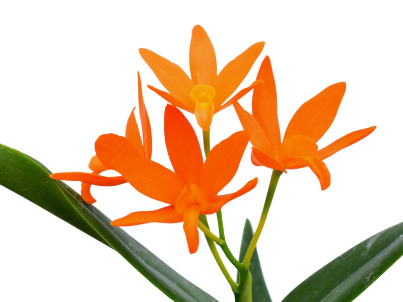 Cattlianthe Burning Star