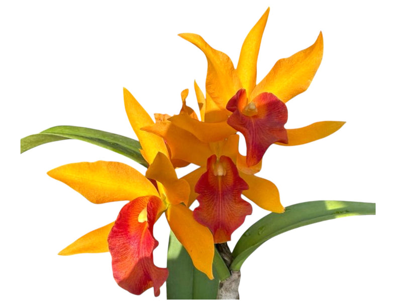 Cattlianthe Rubencito