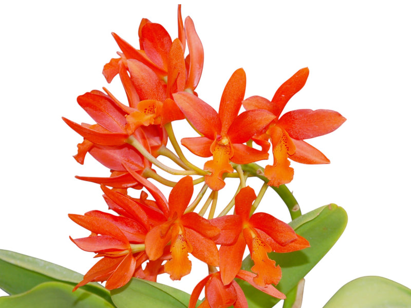 Cattlianthe Trick or Treat