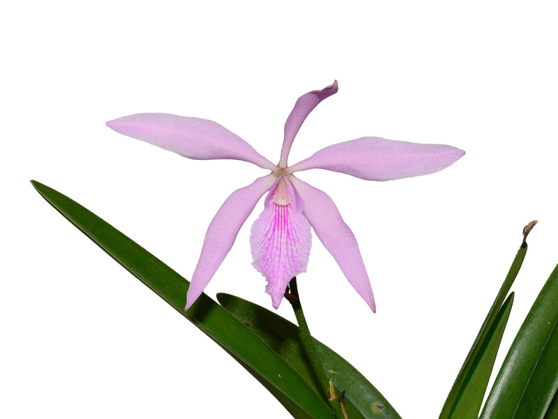 Catyclia Maureen Shank