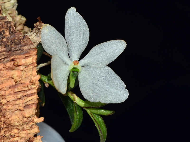 Ceratochilus biglandulosus OP in vitro