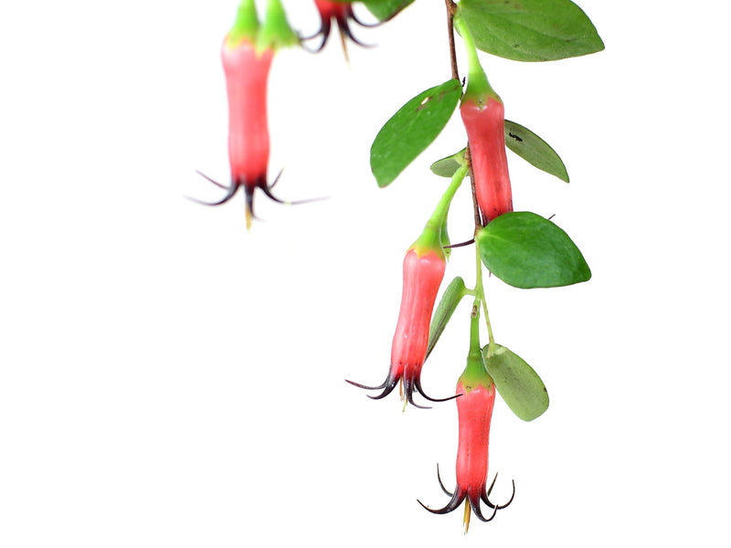 Ceratostema glans