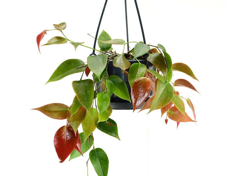 Ceratostema ingridportillae