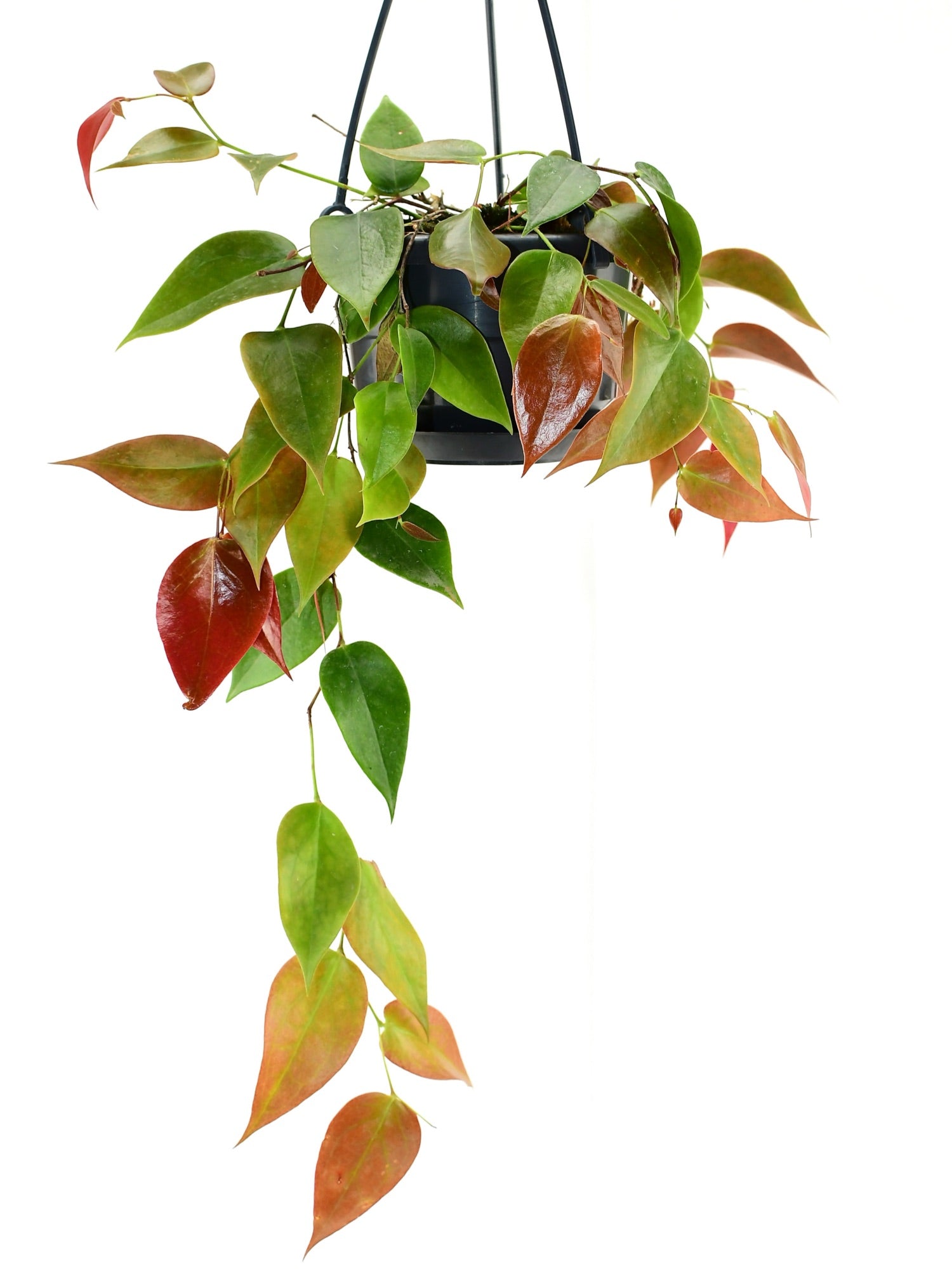 Ceratostema ingridportillae — Ecuagenera Europe GmbH