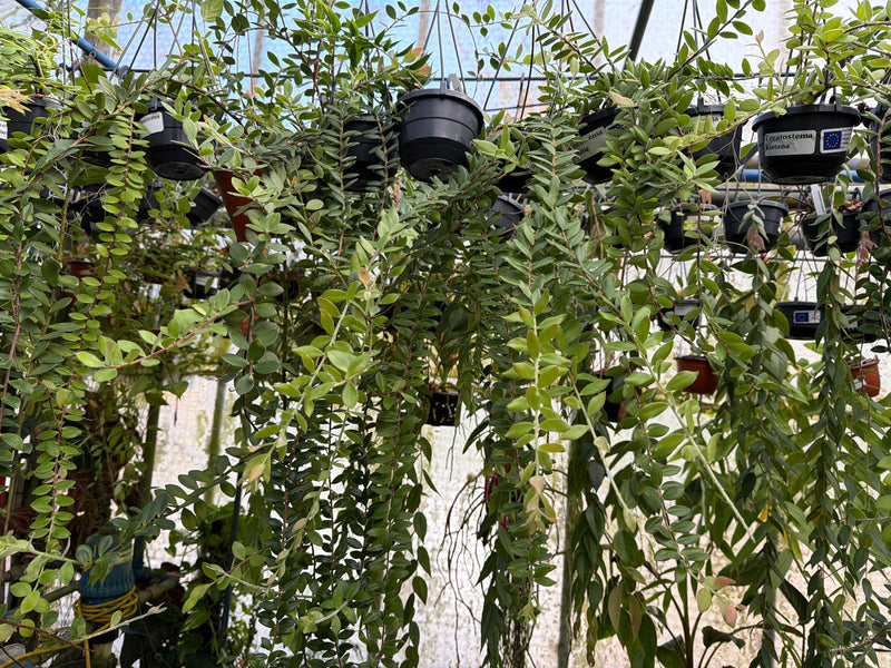 Ceratostema kiatana