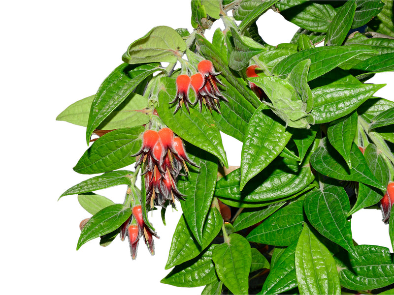 Ceratostema lanigerum