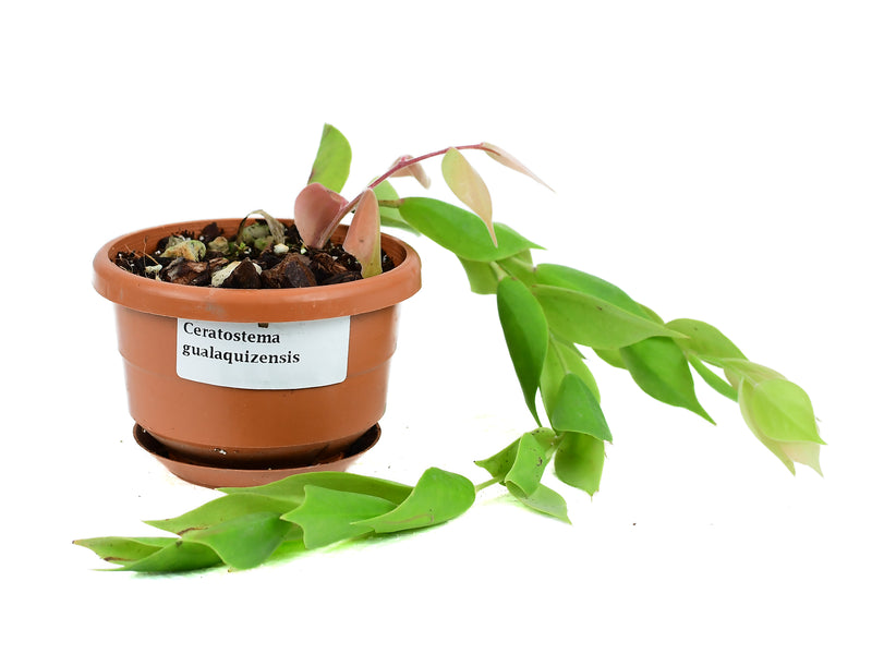 Ceratostema gualaquizensis