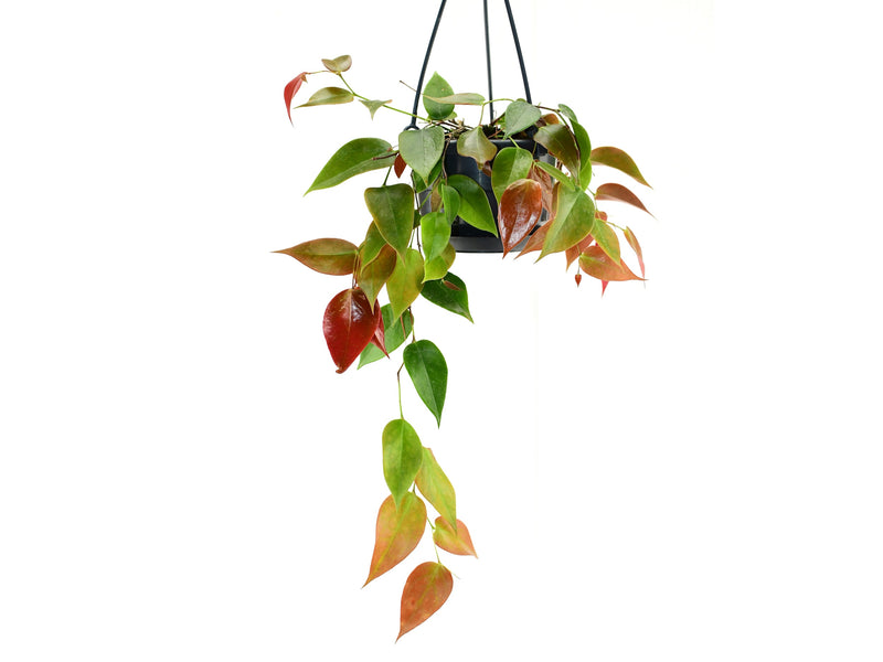 Ceratostema ingridportillae