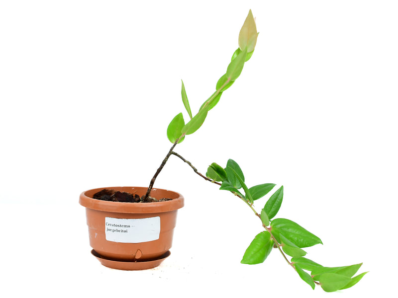 Ceratostema jorgebritoi