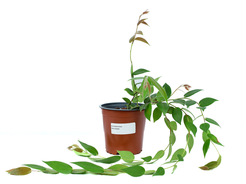 Ceratostema loucianae