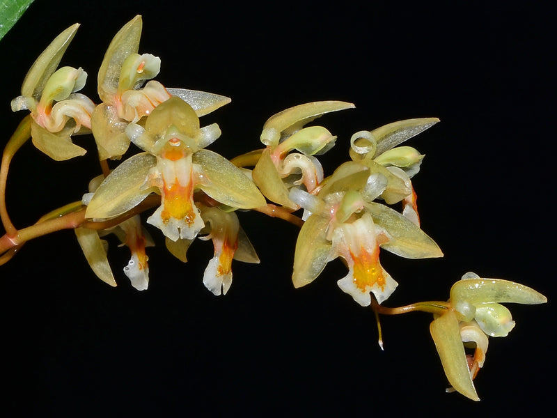 Chelonistele sulphurea