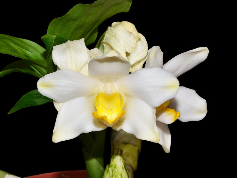 Chysis bractescens