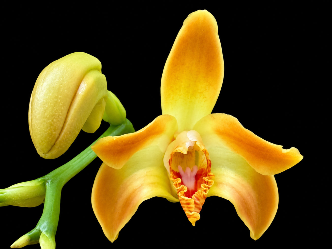 OrchiPack