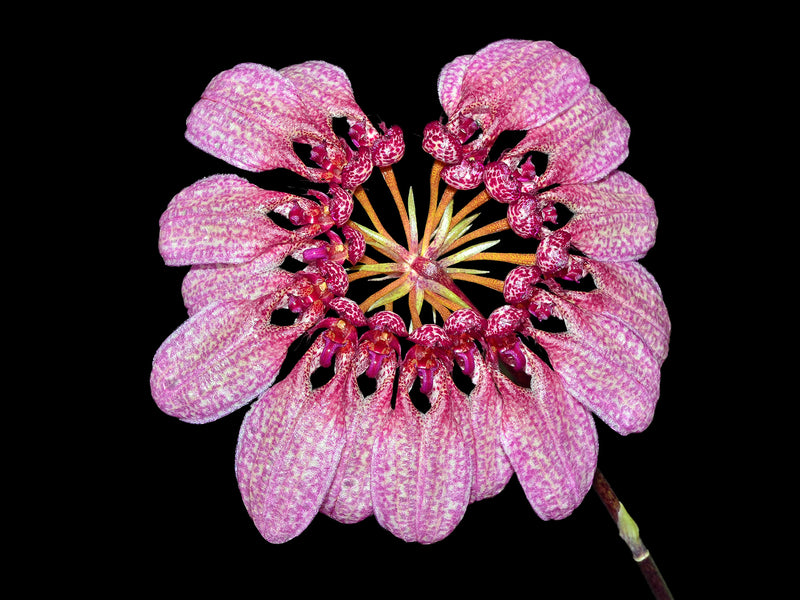 Cirrhopetalum eberhardtii syn. Bulbophyllum eberhardtii