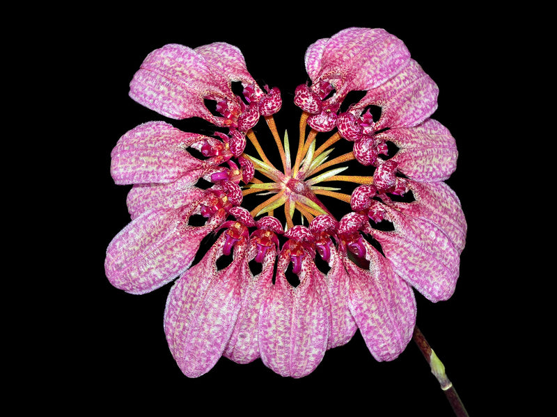 Cirrhopetalum eberhardtii syn. Bulbophyllum eberhardtii