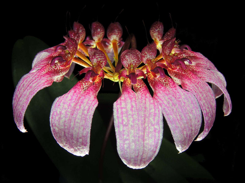 Cirrhopetalum eberhardtii syn. Bulbophyllum eberhardtii