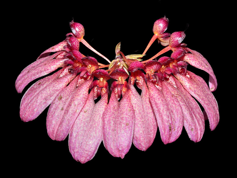 Cirrhopetalum eberhardtii syn. Bulbophyllum eberhardtii
