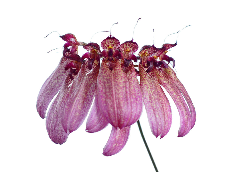 Cirrhopetalum eberhardtii syn. Bulbophyllum eberhardtii