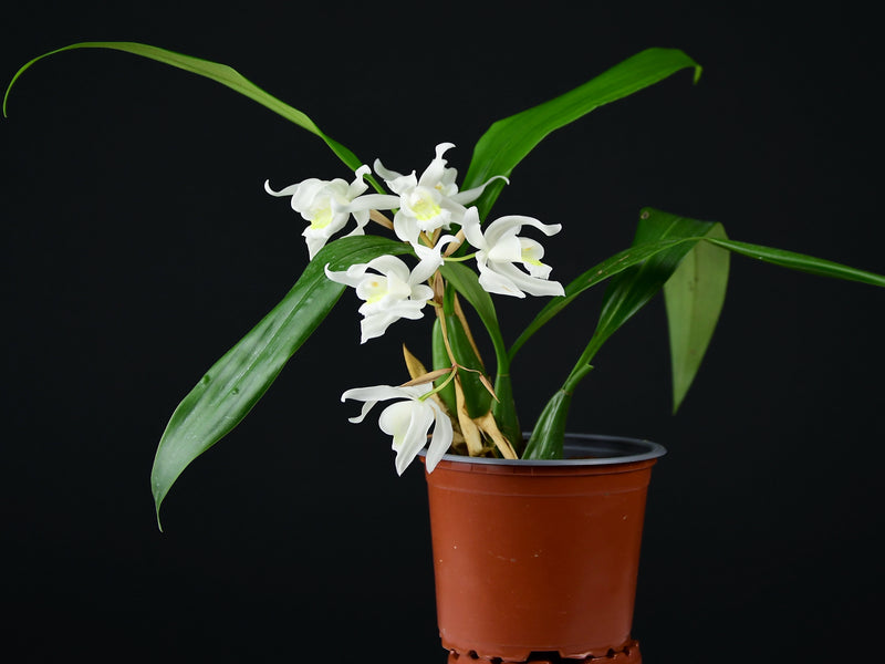 Coelogyne glandulosa