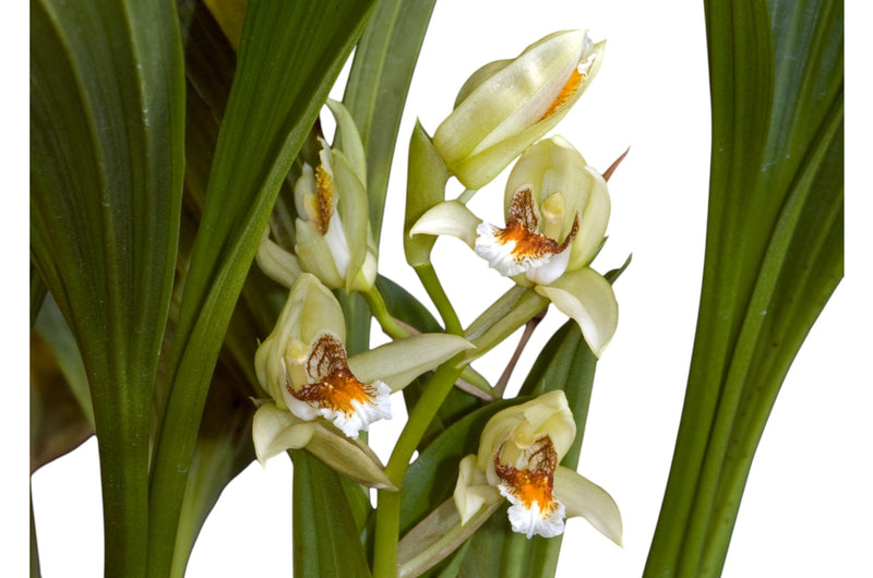 Coelogyne asperata