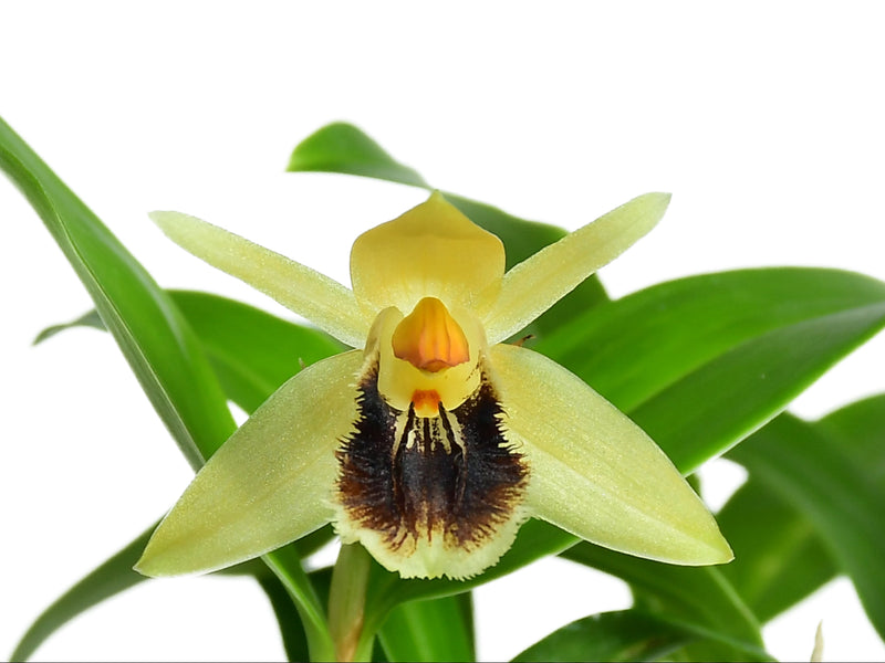 Coelogyne fimbriata  (5 cm Topf)