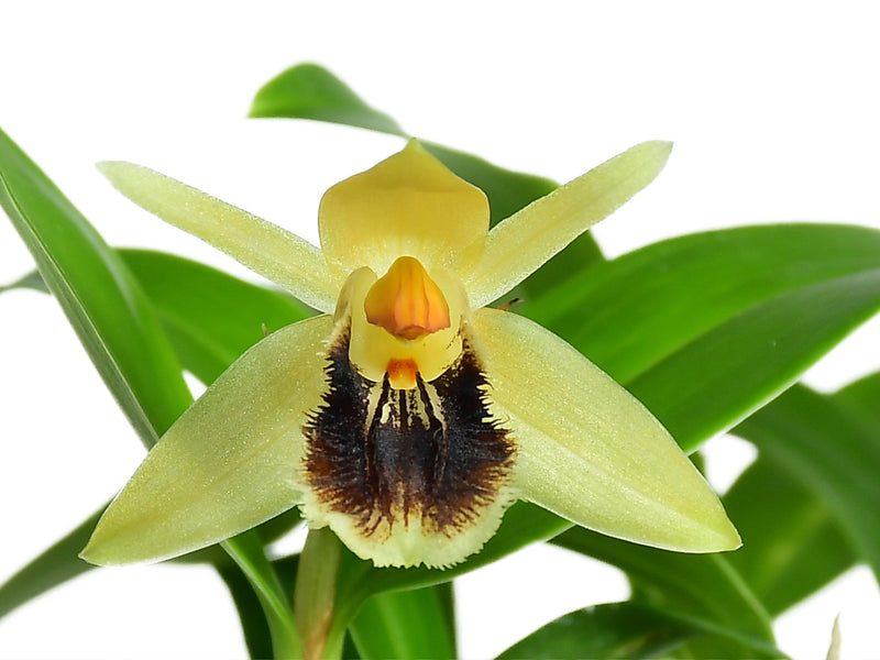 Coelogyne fimbriata 'J.R'