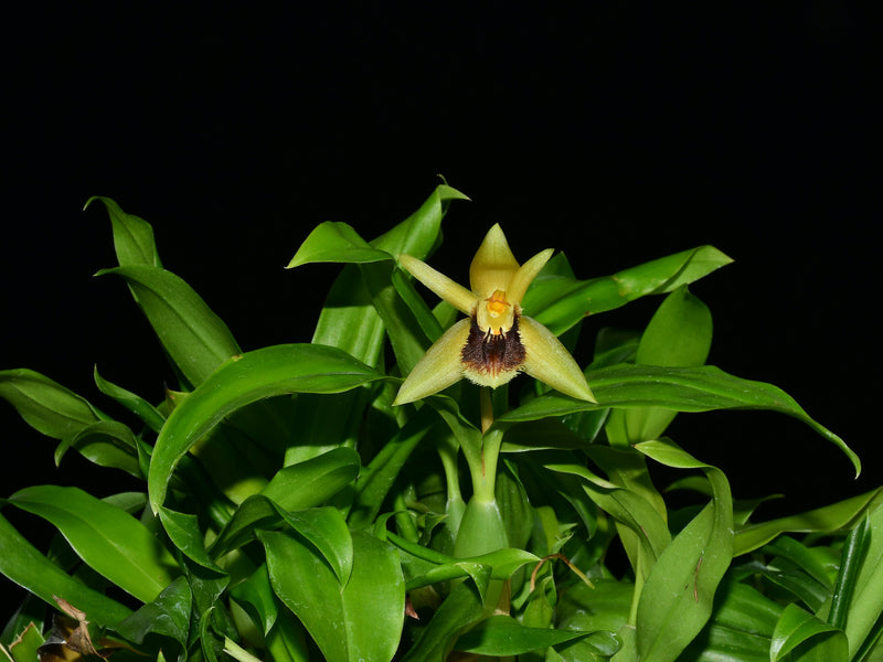Coelogyne fimbriata  (5 cm Topf)